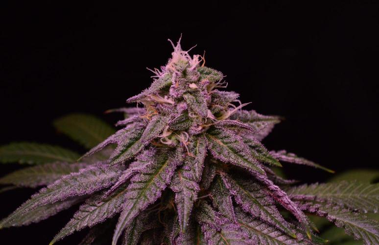 •OceanTruffle • Clones•. Week 14