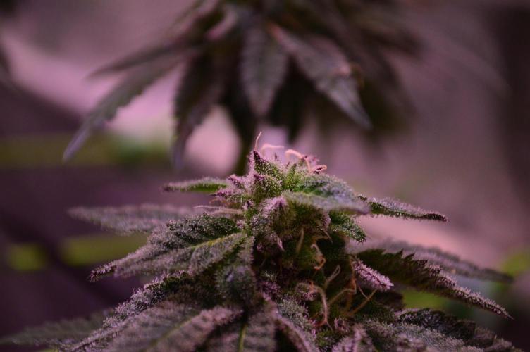 •OceanTruffle • Clones•. Week 14 - pollinated Bud