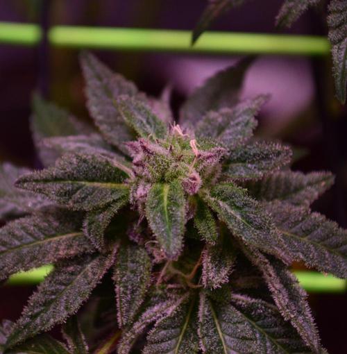•OceanTruffle • Clones•. Week 14 - pollinated Bud