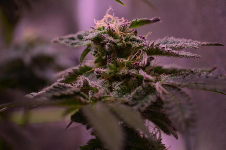 •OceanTruffle • Clones•. Week 14 - pollinated Bud