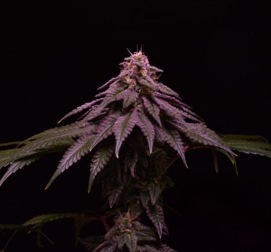 •OceanTruffle • Clones•. Week 14