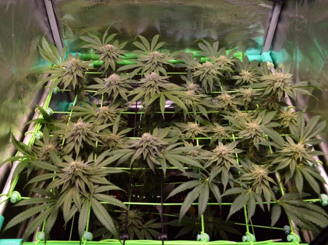 • Truffle • Rosa •. Week 12 - D84/35F