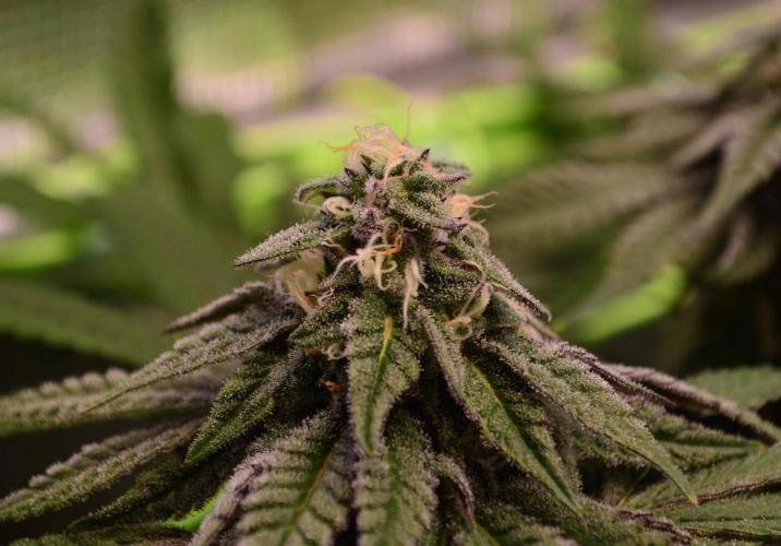 • Truffle • Rosa •. Week 12 - Ocean Truffle / D84/35F