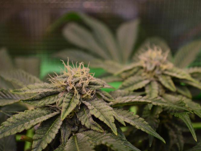 • Truffle • Rosa •. Week 12 - Ocean Rosa / D84/35F