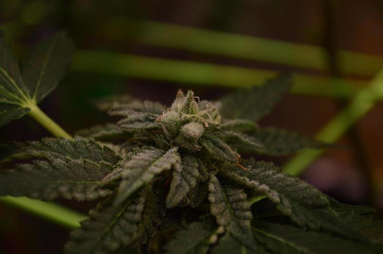 • Truffle • Rosa •. Week 12 - pollinated Bud (OceanRosa)