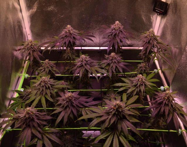 •OceanTruffle • Clones•. Week 15 - D105/42F
