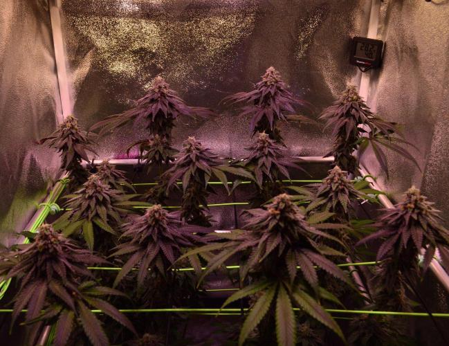 •OceanTruffle • Clones•. Week 15