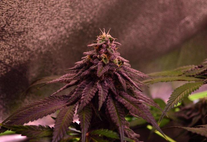 •OceanTruffle • Clones•. Week 15