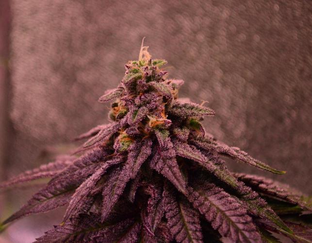 •OceanTruffle • Clones•. Week 15