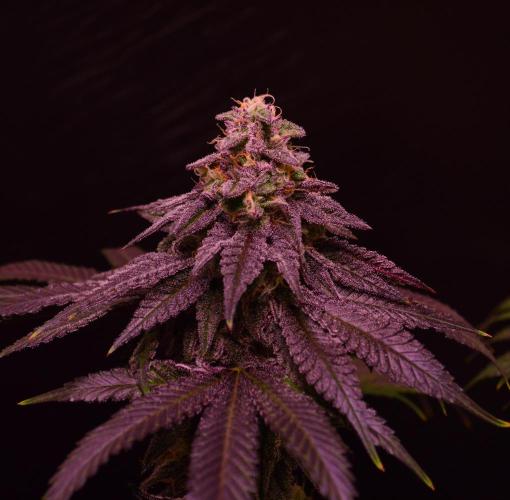 •OceanTruffle • Clones•. Week 15