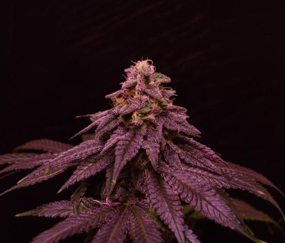 •OceanTruffle • Clones•. Week 15