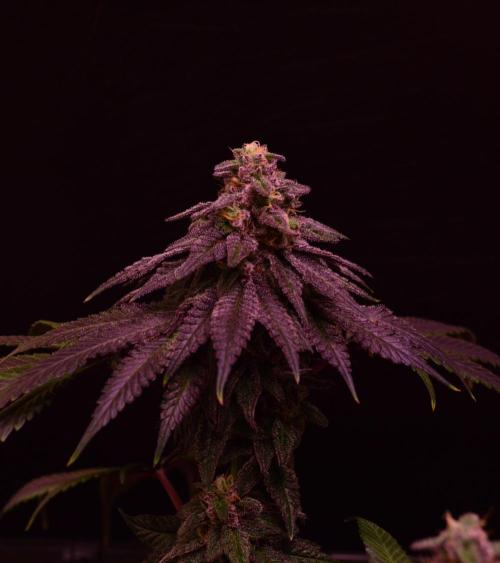 •OceanTruffle • Clones•. Week 15