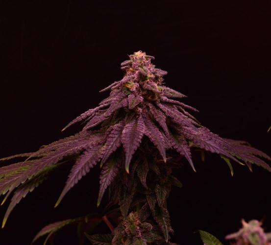 •OceanTruffle • Clones•. Week 15