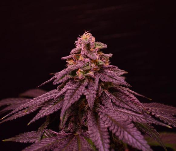 •OceanTruffle • Clones•. Week 15