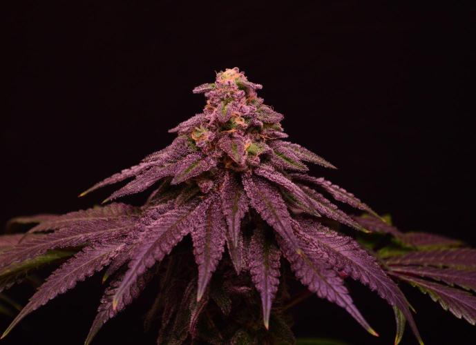 •OceanTruffle • Clones•. Week 15