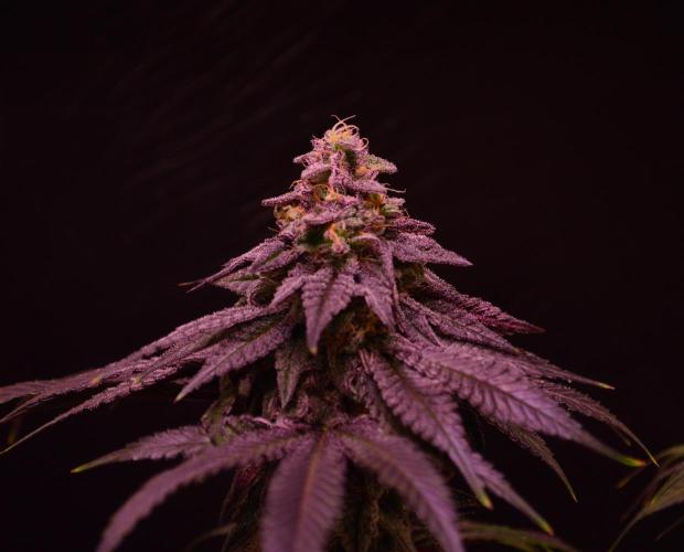 •OceanTruffle • Clones•. Week 15