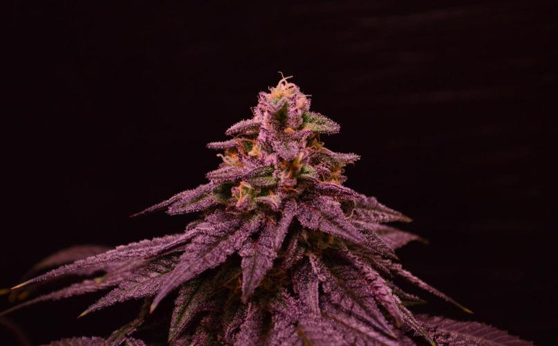•OceanTruffle • Clones•. Week 15