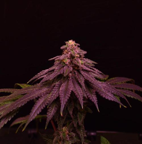 •OceanTruffle • Clones•. Week 15