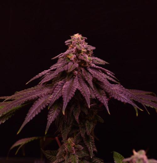•OceanTruffle • Clones•. Week 15