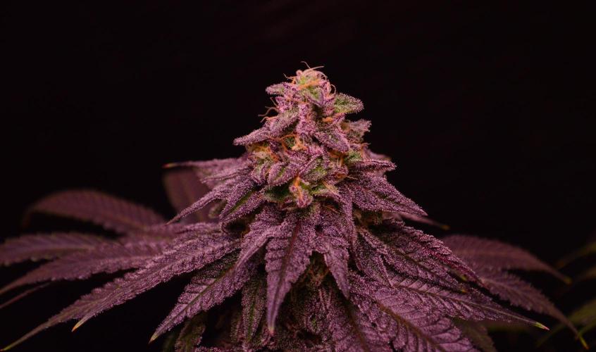 •OceanTruffle • Clones•. Week 15