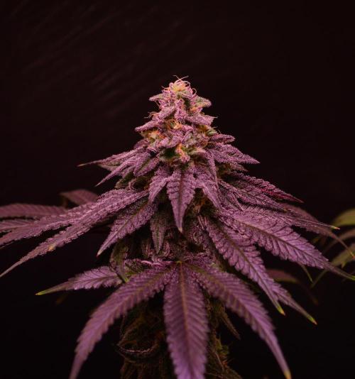 •OceanTruffle • Clones•. Week 15