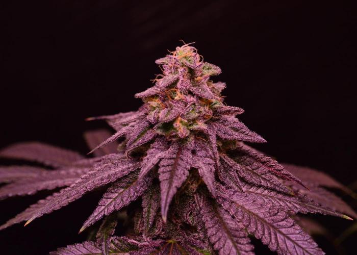 •OceanTruffle • Clones•. Week 15