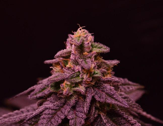 •OceanTruffle • Clones•. Week 15