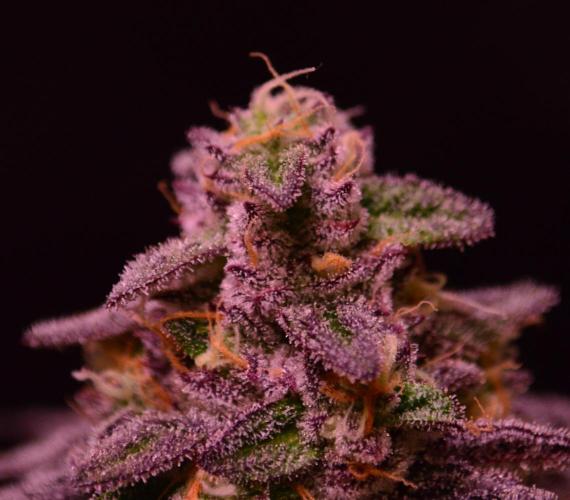 •OceanTruffle • Clones•. Week 15