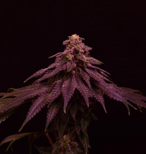 •OceanTruffle • Clones•. Week 15