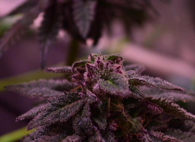 •OceanTruffle • Clones•. Week 15 - pollinated bud #1
