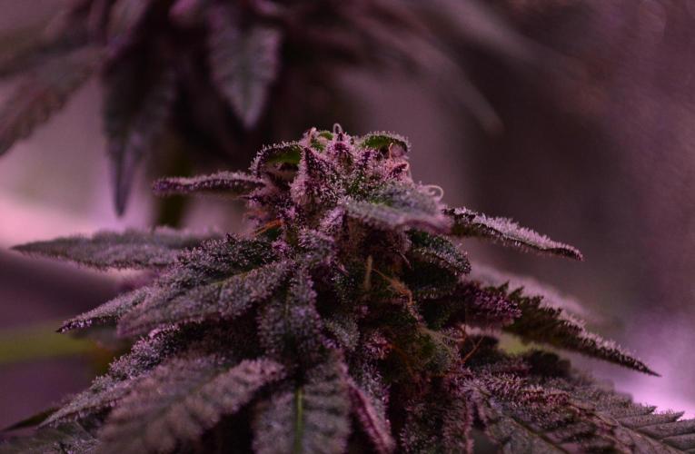 •OceanTruffle • Clones•. Week 15