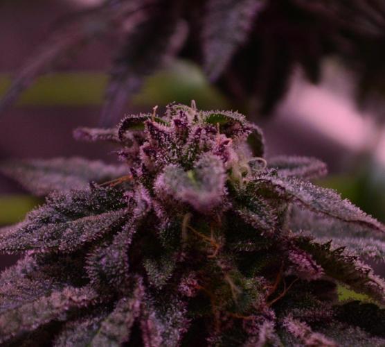 •OceanTruffle • Clones•. Week 15