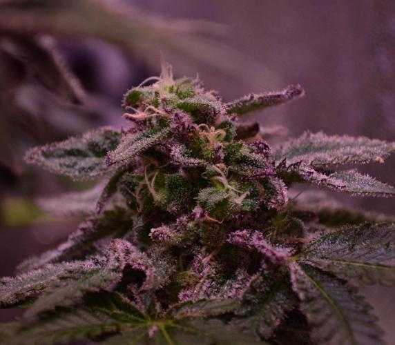 •OceanTruffle • Clones•. Week 15 - pollinated bud #2