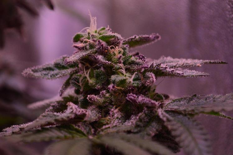 •OceanTruffle • Clones•. Week 15