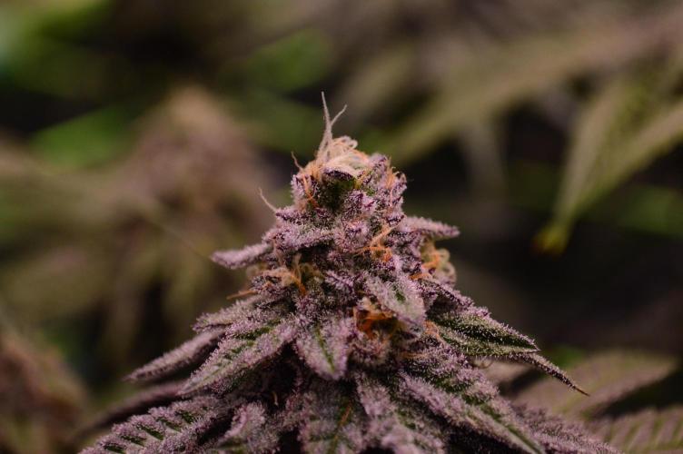 • Truffle • Rosa •. Week 13 - OceanTruffle//D91/42F