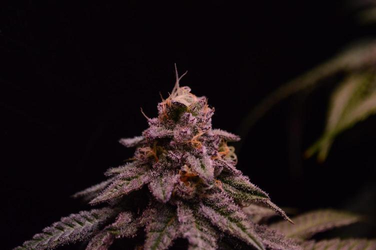 • Truffle • Rosa •. Week 13
