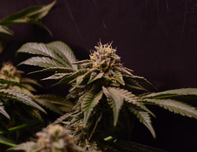 • Truffle • Rosa •. Week 13 - OceanRosa//D91/42F