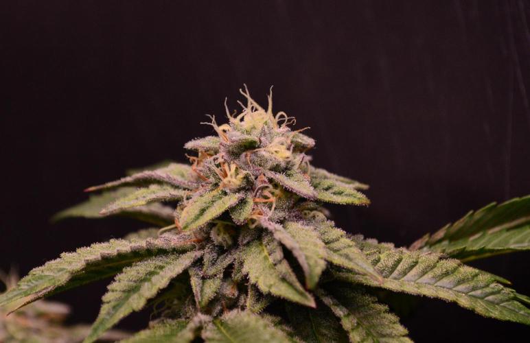 • Truffle • Rosa •. Week 13