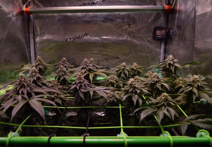 • Truffle • Rosa •. Week 13 - D91/42F