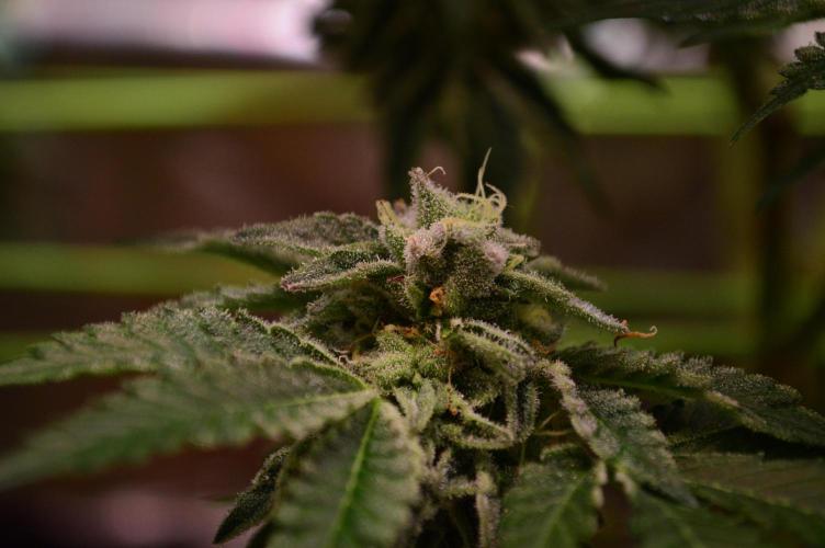 • Truffle • Rosa •. Week 13 - pollinated bud 