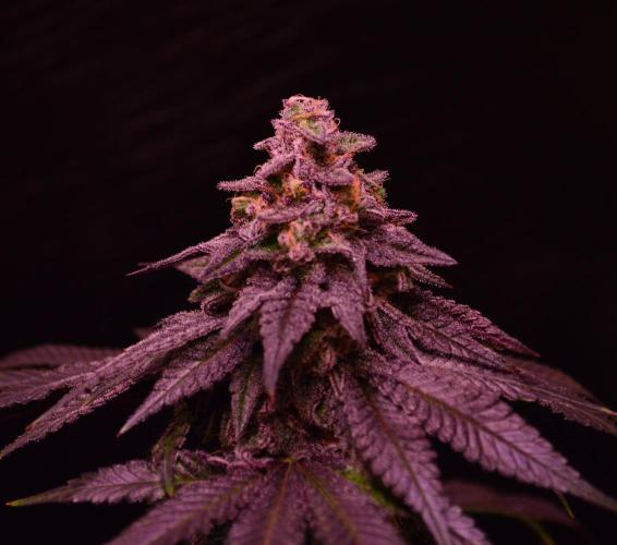 •OceanTruffle • Clones•. Week 16 - D112/49F