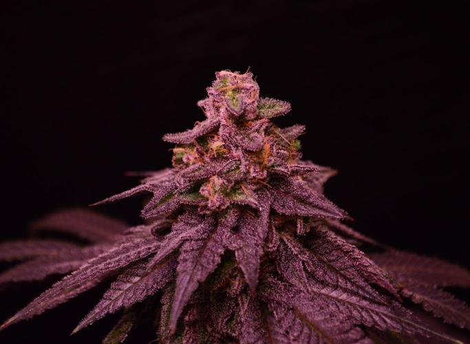 •OceanTruffle • Clones•. Week 16