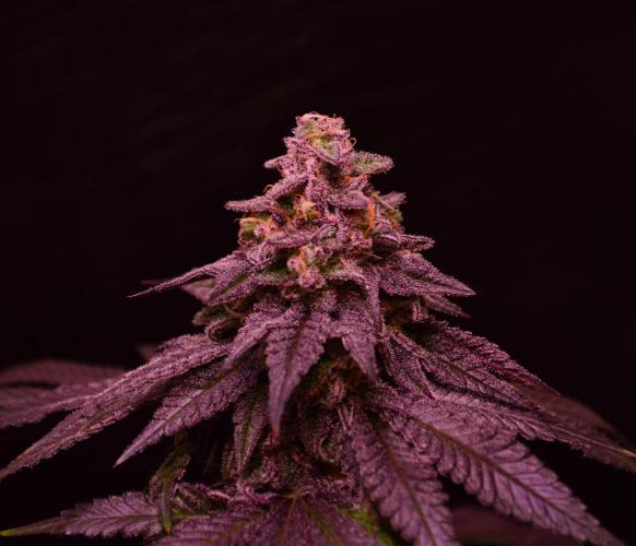 •OceanTruffle • Clones•. Week 16