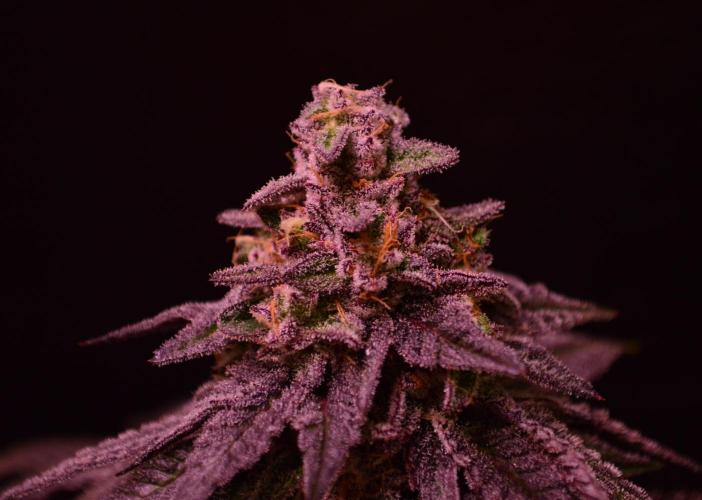 •OceanTruffle • Clones•. Week 16