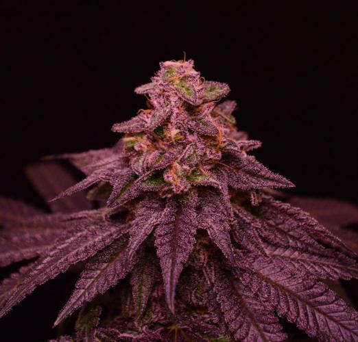 •OceanTruffle • Clones•. Week 16