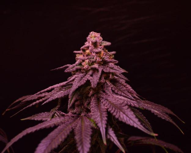 •OceanTruffle • Clones•. Week 16