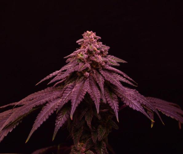 •OceanTruffle • Clones•. Week 16