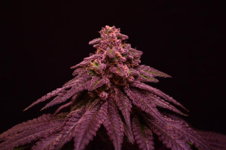 •OceanTruffle • Clones•. Week 16