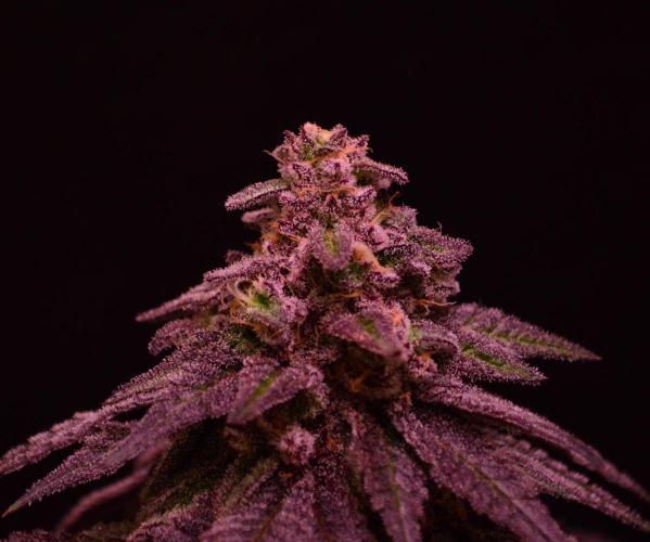 •OceanTruffle • Clones•. Week 16