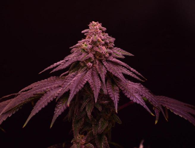 •OceanTruffle • Clones•. Week 16